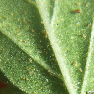 Spider mites Blueberry 1