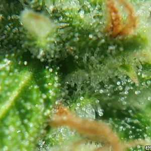 Blueberry 1 trichomes day 75