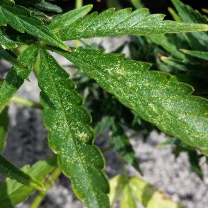 Spider mites BB1 day 75