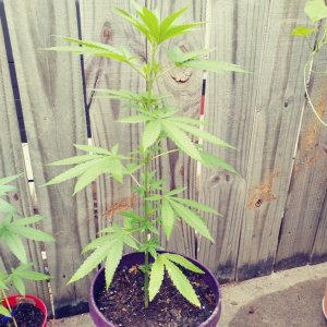 First outdoor grow