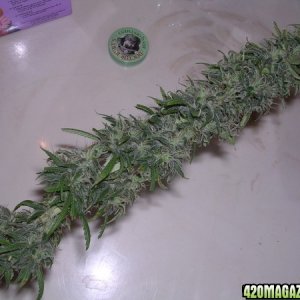 harvested buds