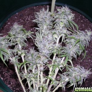 harvested buds