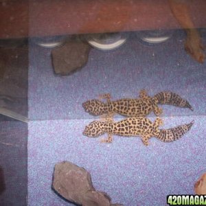 LEA the leopard gecko 1