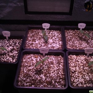 LED comparison 7 days veg