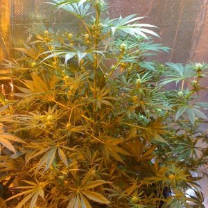 Doctors Who's current grow