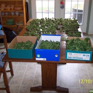 Roseman's 2009 Harvest