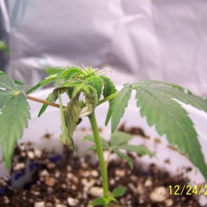 New grow cfl/soil