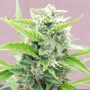 AK-47 day 71 top