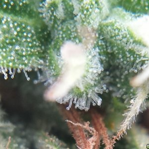 Blueberry 1 macro day 81