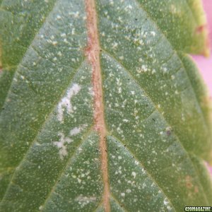 Spider mite damage