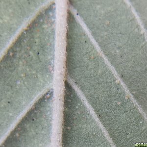 Fewer spider mites?