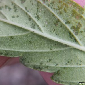 Fewer spider mites?