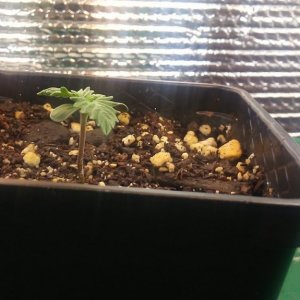 day 1 to day 5 of seedling