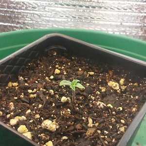 day 1 to day 5 of seedling