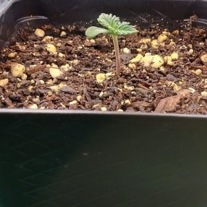 day 1 to day 5 of seedling