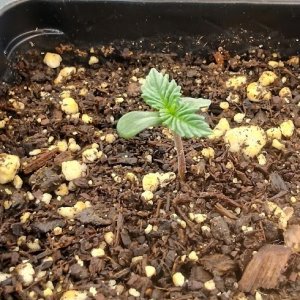 day 1 to day 5 of seedling