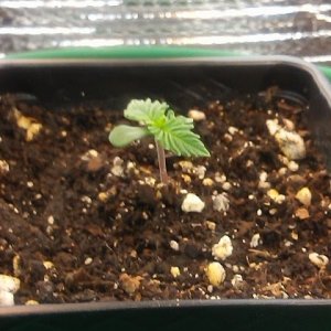 day 1 to day 5 of seedling