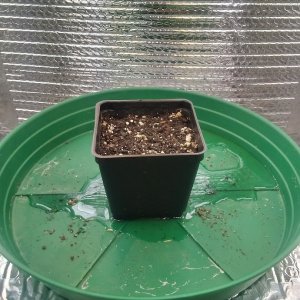 day 1 to day 5 of seedling