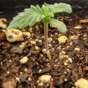 day 1 to day 5 of seedling