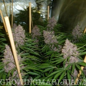 Blueberry 420 photo with foxtails