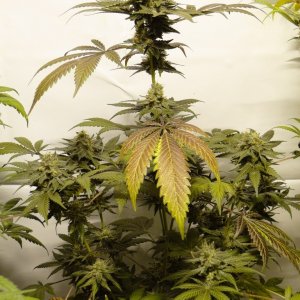 Organic Bubba Kush x Grand Daddy Purple Solo Cup Plant-Pheno #6