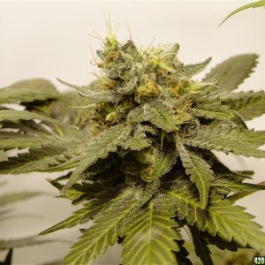 Organic Bubba Kush x Grand Daddy Purple Solo Cup Plant-Pheno #6