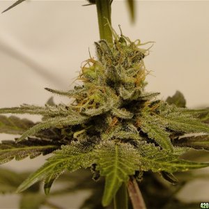 Organic Bubba Kush x Grand Daddy Purple Solo Cup Plant-Pheno #6