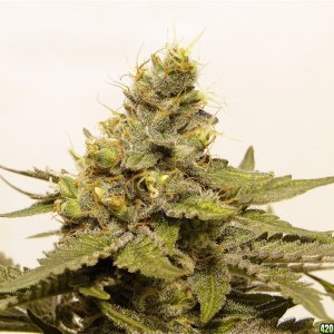 Organic Bubba Kush x Grand Daddy Purple Solo Cup Plant-Pheno #6