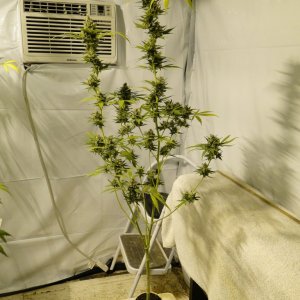 Organic Silver Fox Solo Cup Plant-Pheno #6