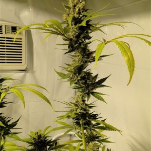 Organic Silver Fox Solo Cup Plant-Pheno #6