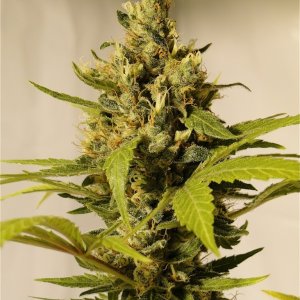 Organic Silver Fox Solo Cup Plant-Pheno #6