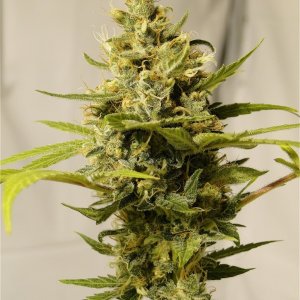 Organic Silver Fox Solo Cup Plant-Pheno #6