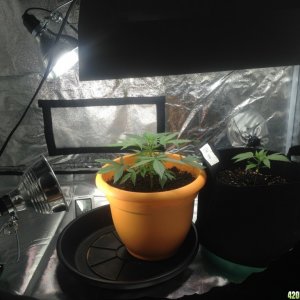 Grow Room