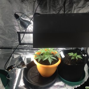 Grow Room