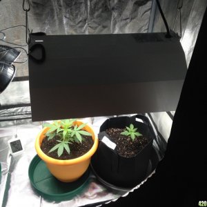 Grow Room