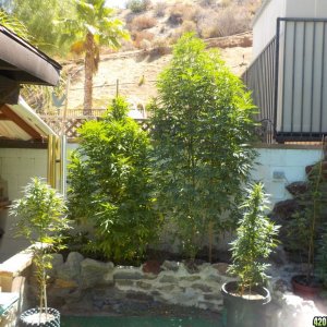 Full Outdoor Update and Clones