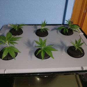 Test Clones 3