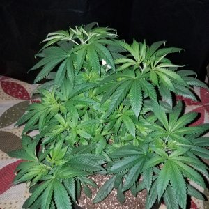 Organic 55 days old hindu kush