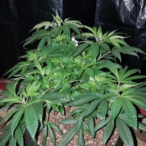 Organic 55 days old hindu kush