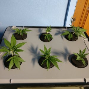 Test Clones 4