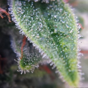 AK-47 day 74 macro