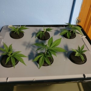 Test Clones 5