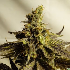 Organic Bubba Kush x Grand Daddy Purple Solo Cup Plant-Pheno #1