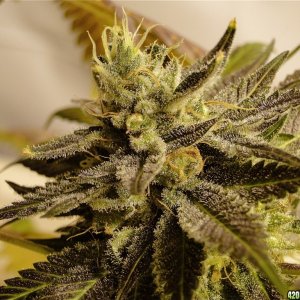 Organic Bubba Kush x Grand Daddy Purple Solo Cup Plant-Pheno #1