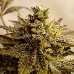 Organic Bubba Kush x Grand Daddy Purple Solo Cup Plant-Pheno #1