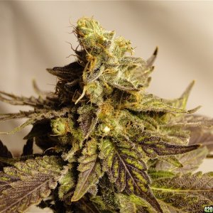 Organic Bubba Kush x Grand Daddy Purple Solo Cup Plant-Pheno #1