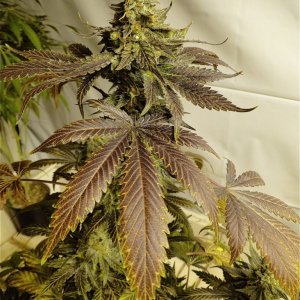 Organic Bubba Kush x Grand Daddy Purple Solo Cup Plant-Pheno #1