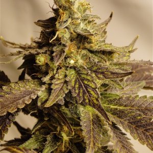 Organic Bubba Kush x Grand Daddy Purple Solo Cup Plant-Pheno #1