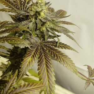 Organic Bubba Kush x Grand Daddy Purple Solo Cup Plant-Pheno #1