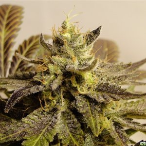 Organic Bubba Kush x Grand Daddy Purple Solo Cup Plant-Pheno #1